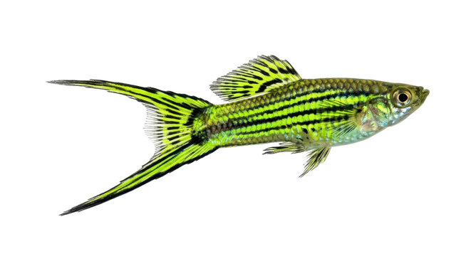 A vibrant green lyretail molly fish swimming gracefully in a crisp studio shot against a clean white background