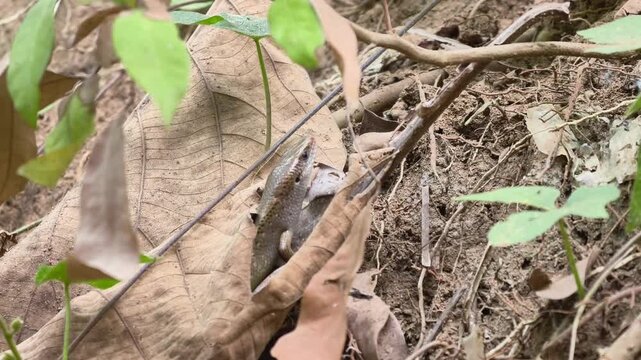 Close up wildlife footage of a sun skink Eutropis multifasciata emerging cautiously from dry forest leaves