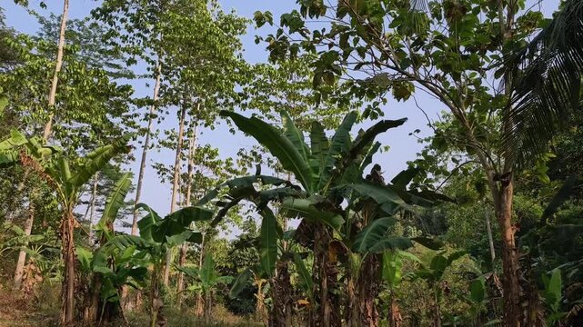 Tropical green banana tree leaves swaying gracefully in the cool morning wind against blue sky