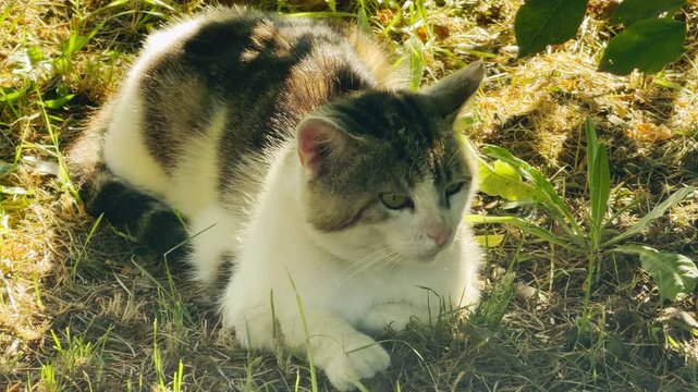 A fluffy cat rests contentedly on the sunny patch of grass in Simferopol, Crimea. It feels calm and cozy in the warm afternoon light.