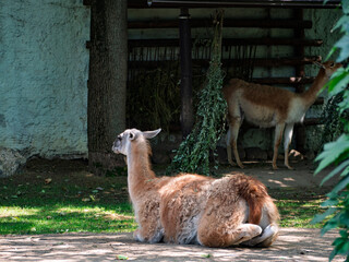 Obraz premium Brown guanaco resting on the ground in a zoo enclosure