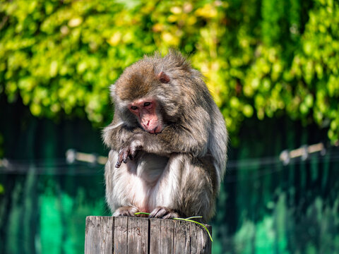 Thoughtful Japanese Macaque sitting on a wooden post with blurred green background