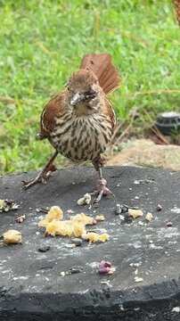 Brown thrasher with Avian Pox in the Florida panhandle 