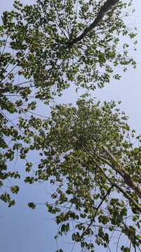 Low angle view looking up at green tree branches swaying in the wind against a bright blue sky