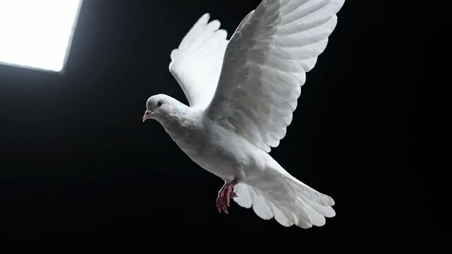 Majestic White Dove Flying on Black Background, perfect for peace and spiritual themes.