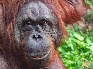 Close up portrait of an adult orangutan face with expressive eyes and detailed skin texture against a blurred green nature background. © LemPro Filming Life