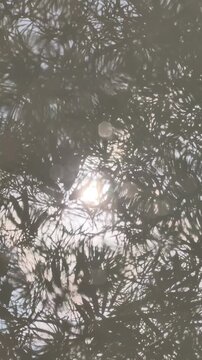 Artistic reflection of morning sunbeams and bamboo leaves shimmering on the flowing river water