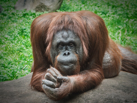 Male orangutan portrait resting on rock with clasped hands in lush greenery