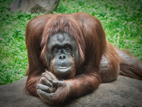 Male orangutan resting head on hands outdoors