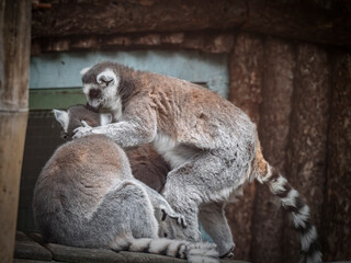 Obraz premium Two ring-tailed lemurs interacting in a zoo enclosure.