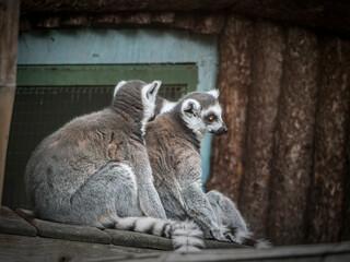 Obraz premium Two ring-tailed lemurs sitting together on a wooden platform