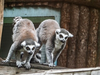 Obraz premium Two ring-tailed lemurs on a wooden structure in an enclosure