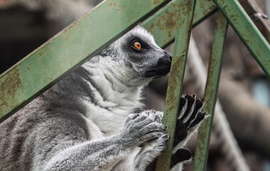 Ring-tailed lemur looking through metal enclosure bars © LemPro Filming Life