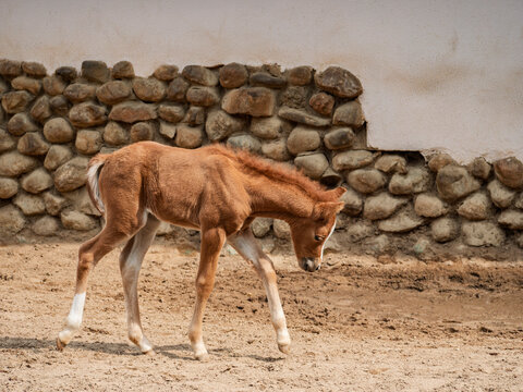 Young chestnut foal walking in sandy paddock near stone wall