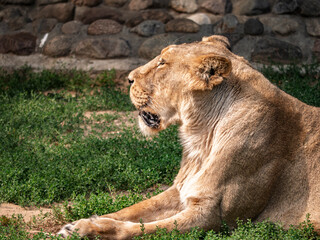 Profile portrait of a lioness resting on grass © LemPro Filming Life