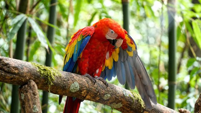 Vibrant Scarlet Macaw Preening Feathers on Mossy Branch in Tropical Jungle for Nature Documentaries.