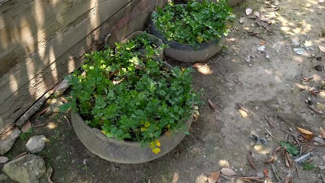 Fresh celery plants growing in recycled rubber tire planters outdoors