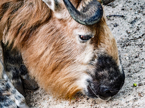 Close-up portrait of a Takin (Budorcas taxicolor) showing shaggy golden fur and horns