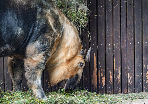 Golden Takin eating hay near a wooden enclosure.