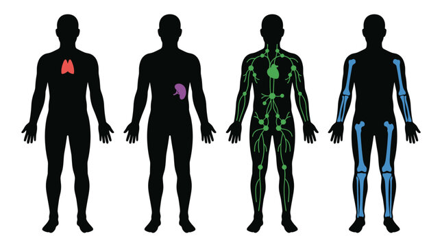 Set of human body silhouettes with highlighted internal organs, medical diagnostic illustration, anatomy study, health education, body system mapping