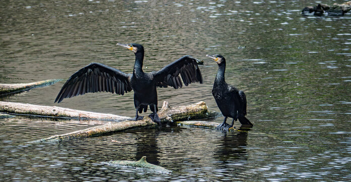 Two Great Cormorants on log in lake, one spreading wings to dry