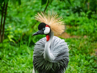Naklejka premium Close up portrait of a beautiful grey crowned crane with a golden crest against a lush green background.