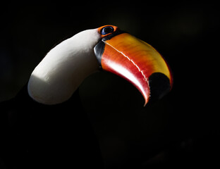 toucan portrait  © Agatha Carr