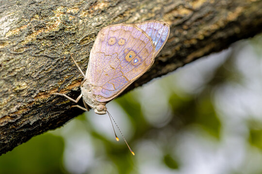 Mariposa posada en &aacute;rbol