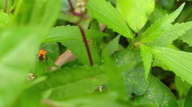 Small Red cotton bug crawling on vibrant green leaves in a tropical garden