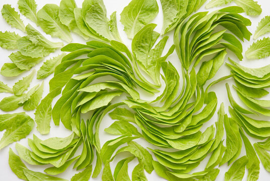 Swirling pattern created with fresh green lettuce leaves