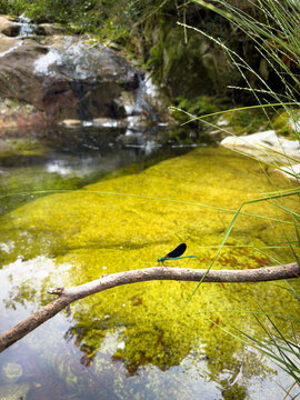 Blue dragonfly on branch over Poco Azul river pool