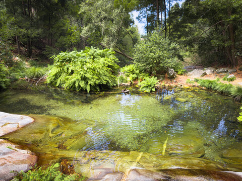 Poco Azul natural pool in lush green forest Afife