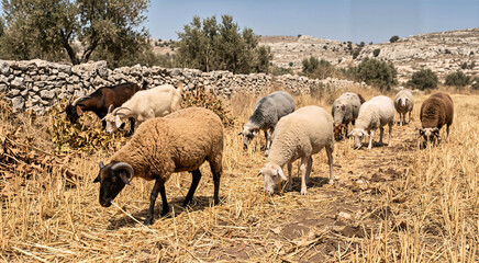 Naklejka premium Flock of sheep and goats grazing in a dry rural field with golden harvested wheat stubble. Ancient pastoral scene with a traditional stone wall and olive trees in a biblical farming landscape