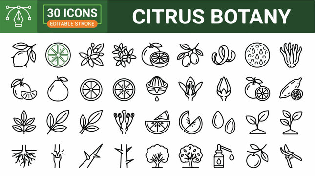 Citrus Fruit Botany Icon Sheet Collection with Orange Lemon Lime Slices and Green Leaves Vector