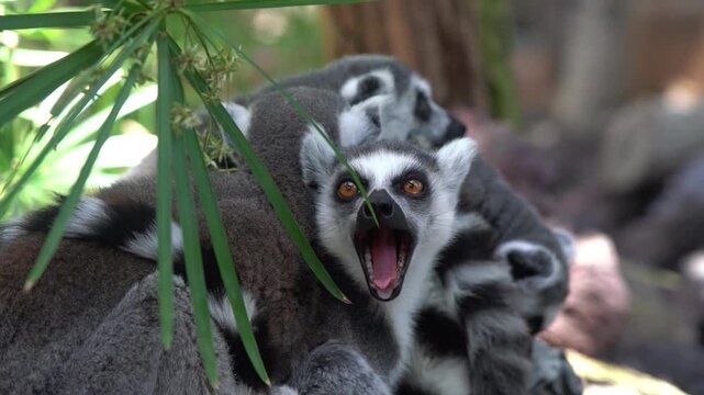 lemur on a tree