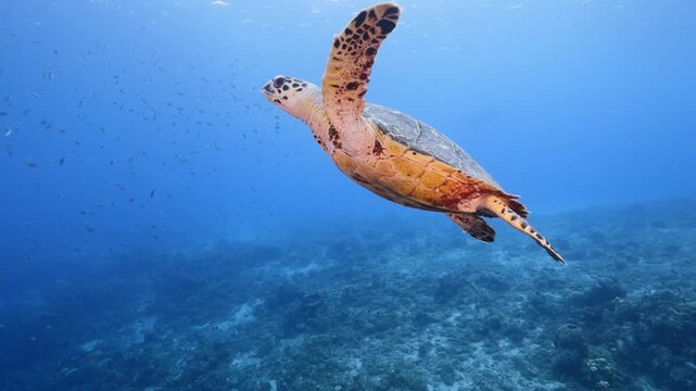 turtle swimming in the ocean
