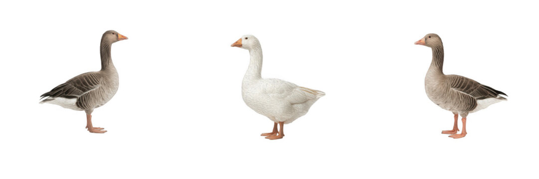 Set of three geese including graylag and white domestic birds with orange beaks, isolated farm animals and wildlife waterfowls for nature, agriculture, rural life, and poultry concepts on white backgr