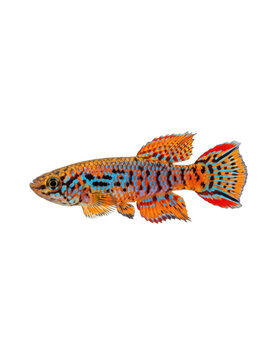 A vibrant nothobranchius killifish swimming in profile against a clean white background, captured in high-detail macro photography.