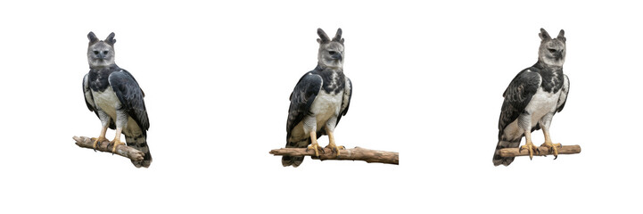 Set of three isolated majestic harpy eagles perched on branches on white background, powerful Neotropical birds of prey for wildlife design, organic nature graphics and vector-style elements for proje