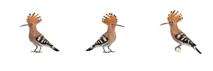 Eurasian hoopoe bird perched on ground isolated on white background, unique bird with striking orange crest and striped black white wings, exotic wildlife photography graphic asset. © Qari