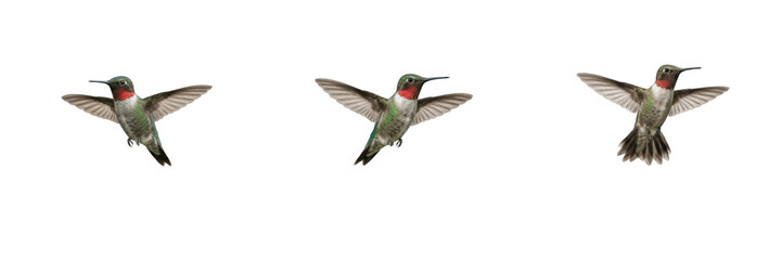 Ruby throated hummingbird flying with wings spread wide isolated on white background, beautiful small bird hovering in mid air wildlife photography vector style graphic asset. © Qari
