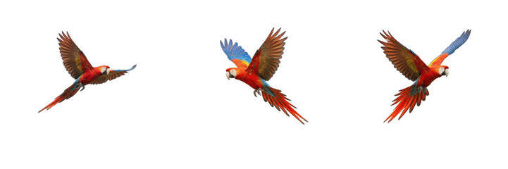 Set of three isolated flying scarlet macaws on white background, vibrant tropical parrots with detailed red, yellow, and blue plumage for wildlife design, organic nature graphics and vector-style elem © Qari