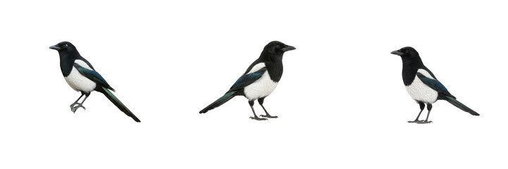 Fototapeta premium Set of 3 Eurasian Magpie Birds Isolated on White. Black and White Wildlife Avian Creatures Standing on Ground PNG Cutout for Nature, Animal, and Graphic Design Elements.