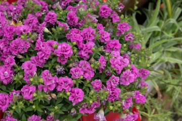 Obraz premium Vibrant pink petunia flowers blooming densely in garden