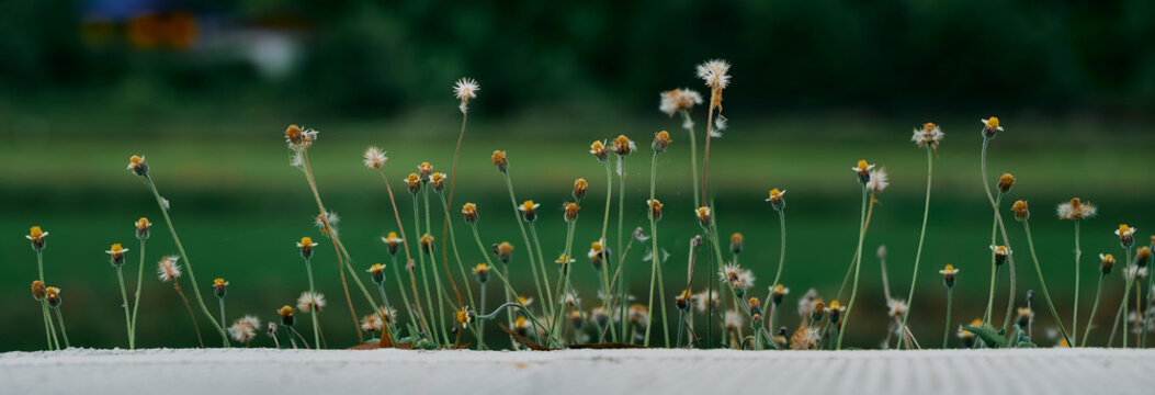 Flower field, meadow flowers in soft warm light. Autumn landscape blurry nature background.