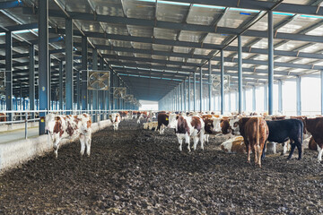 A modern enclosed livestock barn housing a large group of cattle for breeding and farming activities. © tai