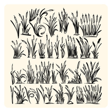 Vintage Ink Reed Grass and Cattail Botanical Line Art Collection
