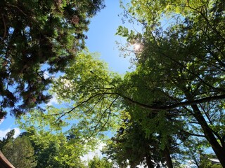 Fototapeta premium Dappled sunlight filters through dense green foliage. Bright blue sky peeks through tree canopies. Branches stretch upward, reaching toward the light. Lush leaves glow with morning radiance