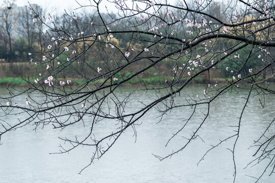 Thin tree branches with pink blossoms extend over a calm, overcast lake in early spring, with distant trees lining the far shore.