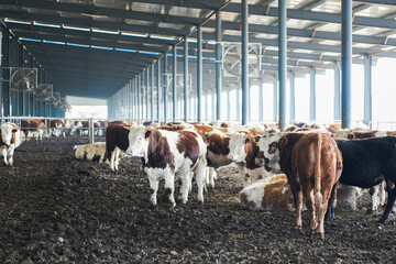 Modern indoor livestock barn housing a group of beef cattle for commercial agricultural production. © tai